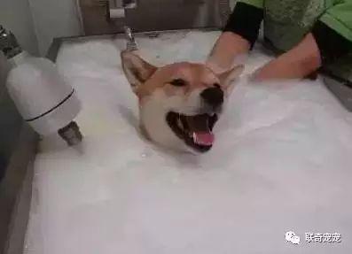 二狗爆料小肥皂视频,小肥皂视频背后的惊人真相